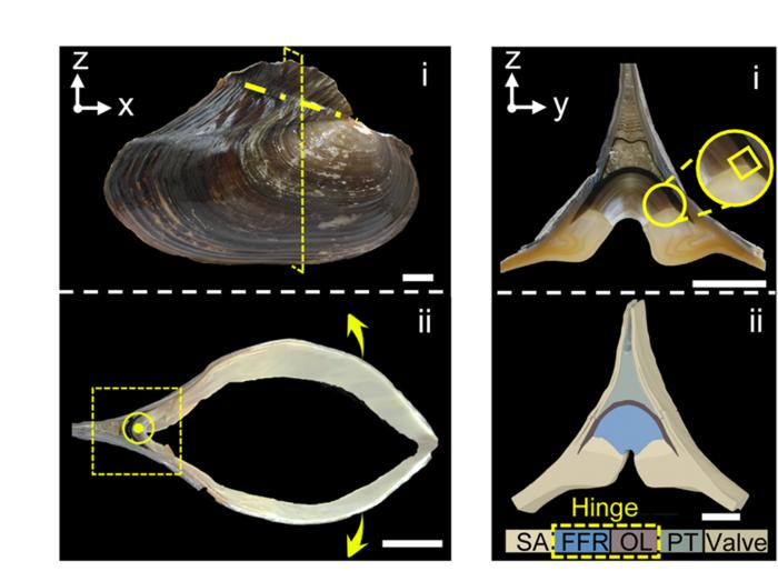 Deformable hard tissue with high fatigue resistance in the hinge of bivalve Cristaria plicata