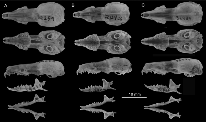 Fourteen new shrews discovered