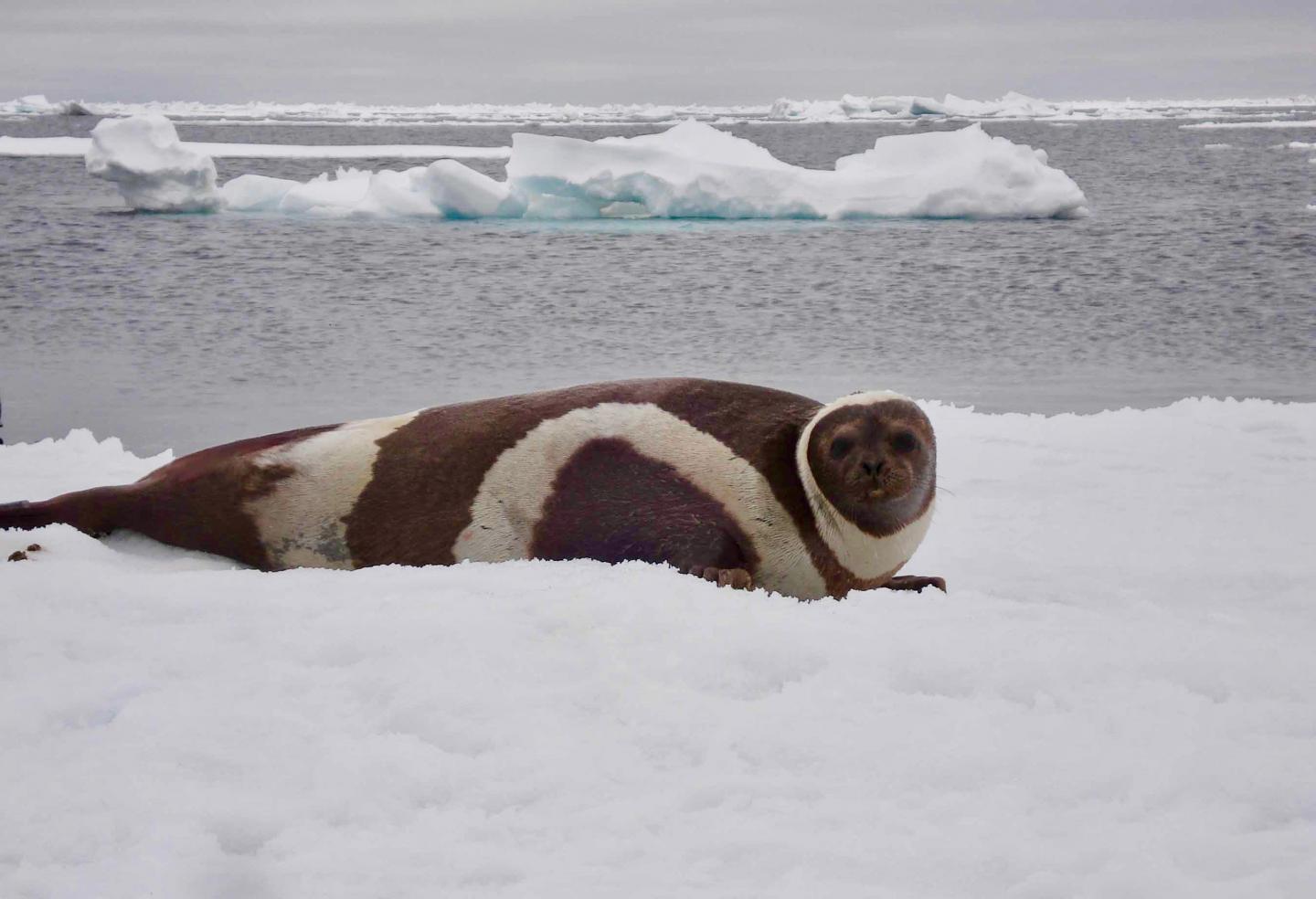 Ribbon Seal [IMAGE] EurekAlert! Science News Releases