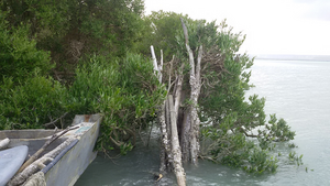Mangrove ecosystems on Qeshm Island in the Persian Gulf, Iran