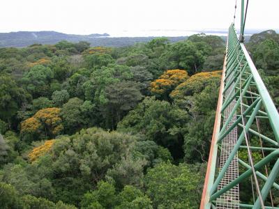 A Headcount of Arthropods in Panama (6 of 8)