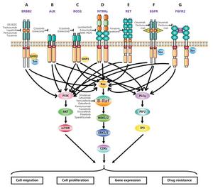 Expression products and effects of rare mutated genes in CRC.