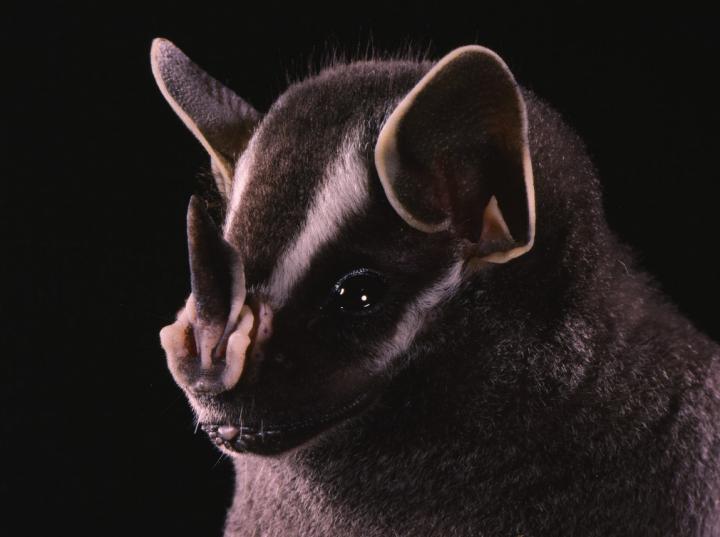 <i>Uroderma bilobatum</i>