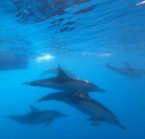 Common dolphin (Delphinus delphis)