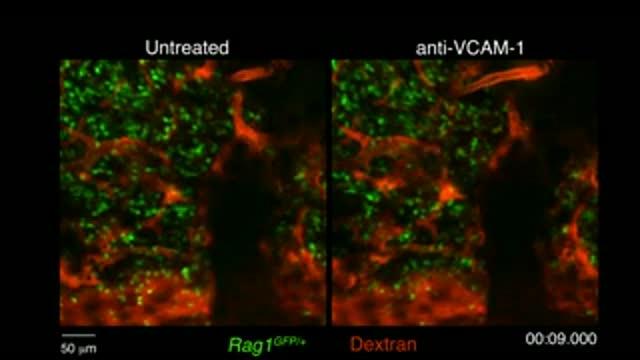 B Cell Migration Blocked