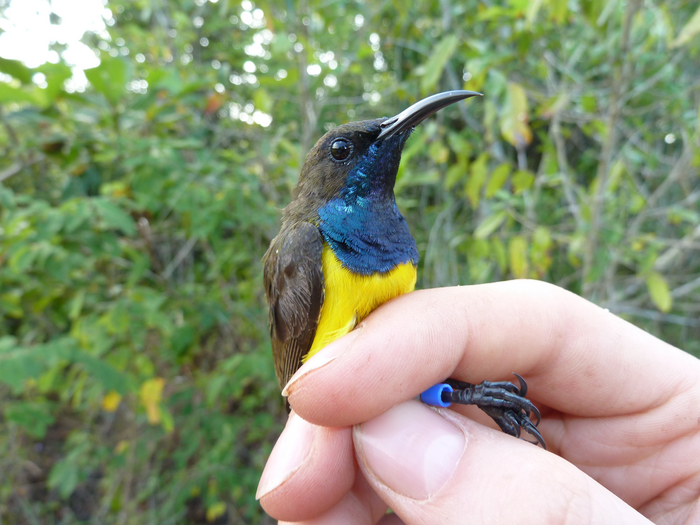 Male Wakatobi Sunbird