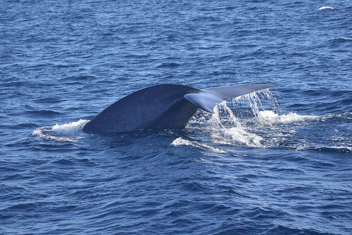 New Zealand blue whale