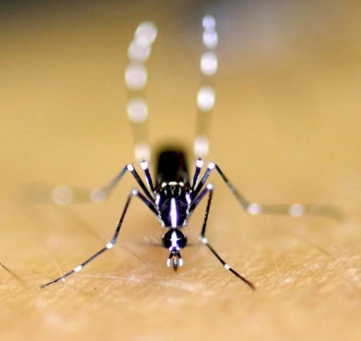 Asian Tiger Mosquito