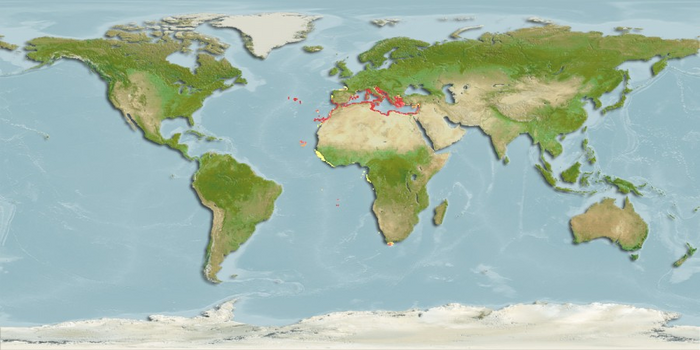 Black sea urchin distribution