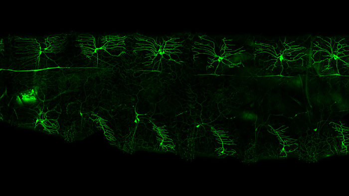 Sensory cells in lights