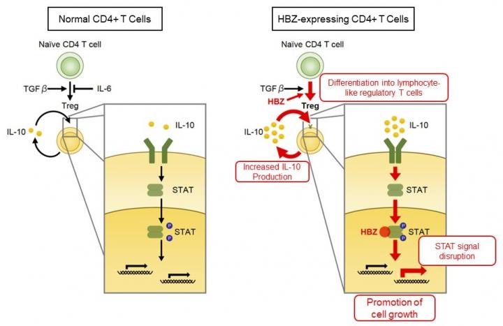 Disruption of cytokine signals by HTLV-1 bZIP factor (HBZ)