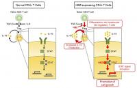 ヒトt細胞白血病ウイルス1型が炎症とがんを引き起こす新しいメカニズムを解明 Eurekalert