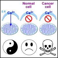 The Many Faces of Calcium and Cancer (2 of 2)