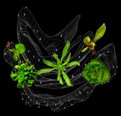 Endoplasmic Reticulum and <i>Arabidopsis</i>