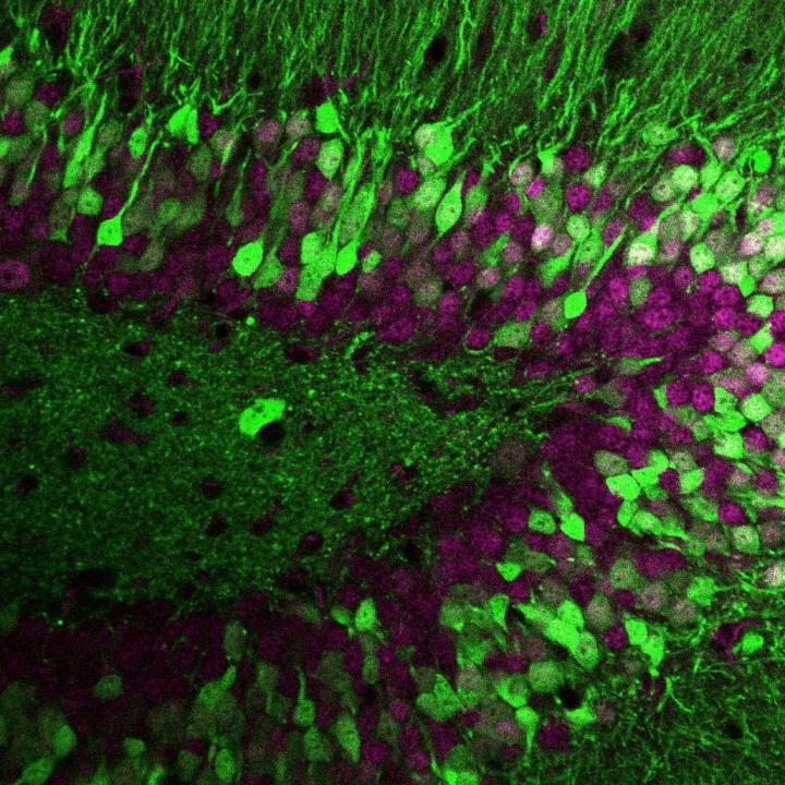 Protein Variants Shape Wiring of Nerve Cells in the Brain