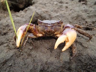 Purple Marsh Crab