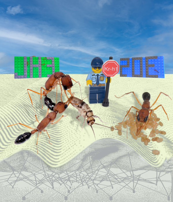 Kr-h1 stabilizes ant social role