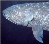 Fleshy Fins of the Coelacanth