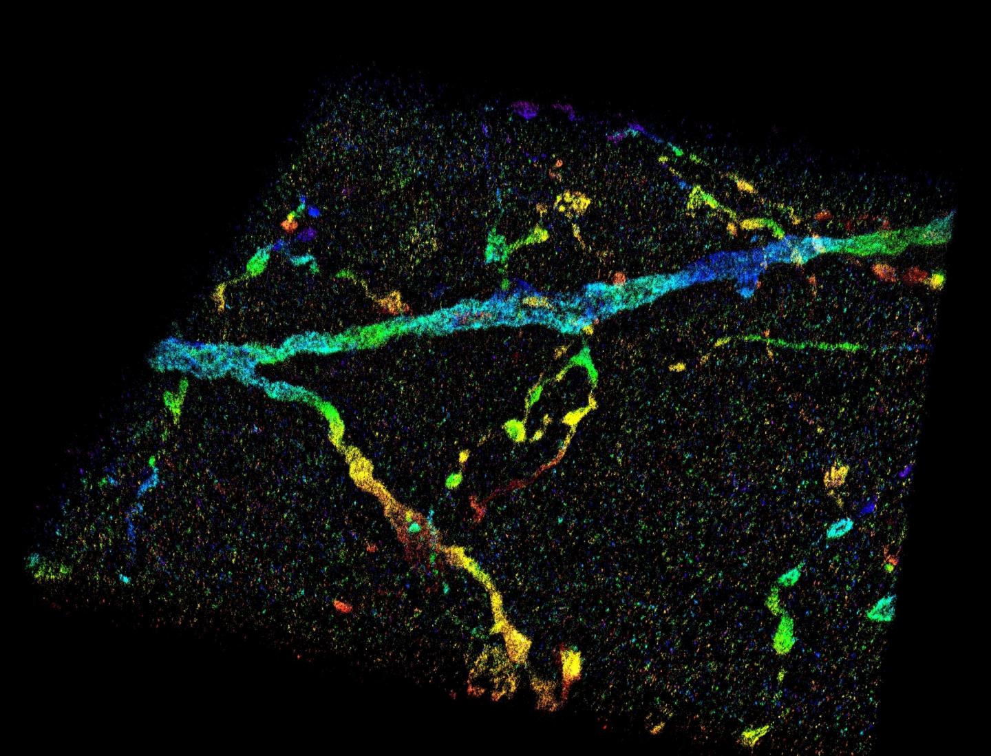 Purdue 3D nanoscopy of whole cells and tissues