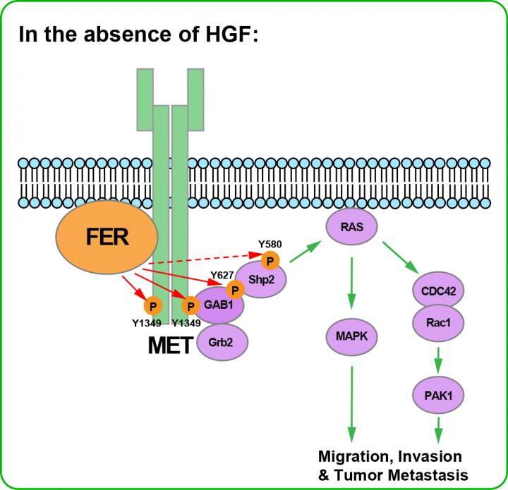 Cancer Pathway Activated from 'Below'