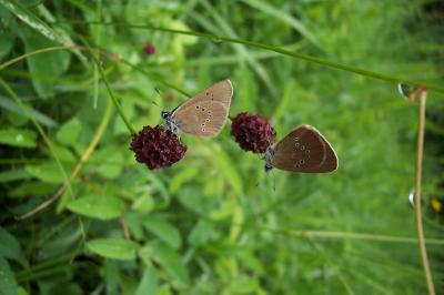 <i>Phengaris nausithous</i>