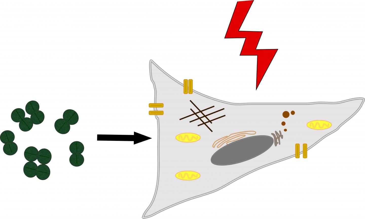 New Optogenetic Tool using Red Light