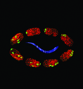 C. elegans adult and embryos