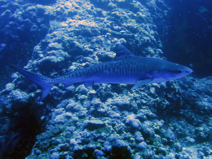 Tiger shark (© Dirk Krüßmann)