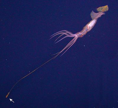 <i>Grimalditeuthis bonplandi</i> with Tentacle Extended