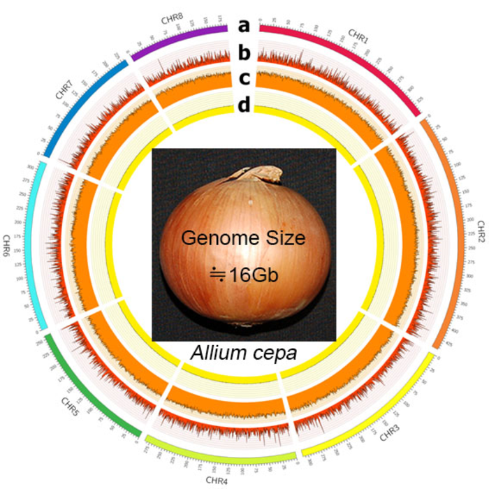 Onion pseudomolecule