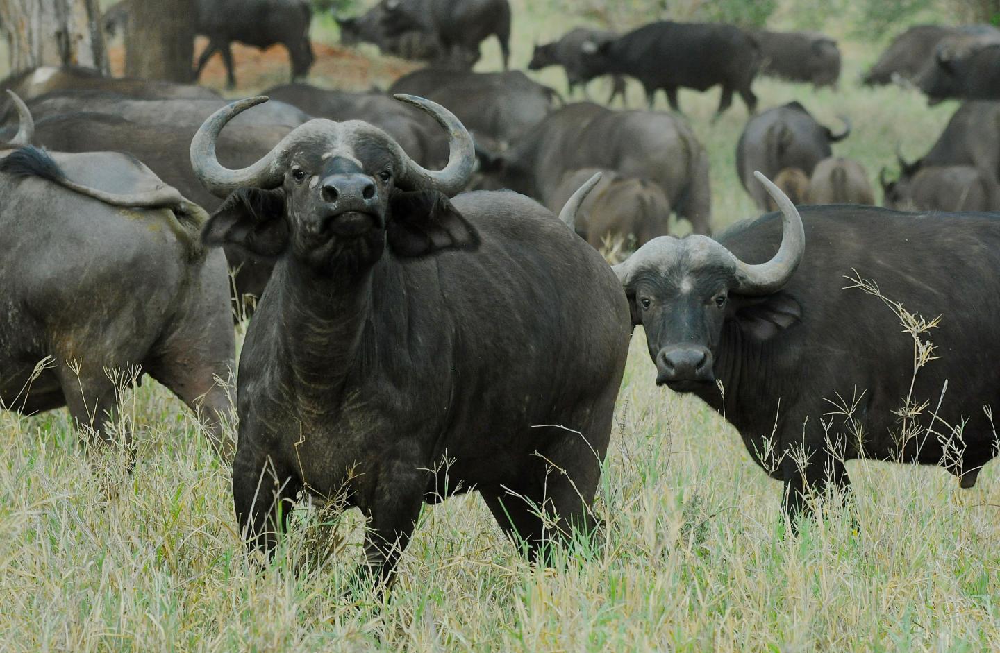 Treating Buffalo for One Infection Helps Spread Another (2 of 5)