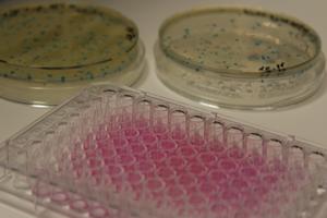 From microplates to petri dishes