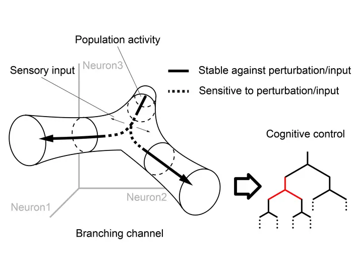 A branching channel in the state space reconciles stability and sensitivity, providing a building block for tree-structured representations in neural systems.