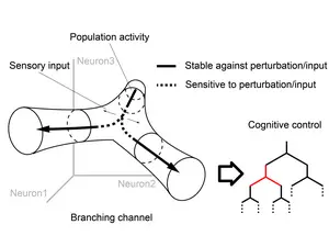 A branching channel in the state space reconciles stability and sensitivity, providing a building block for tree-structured representations in neural systems.