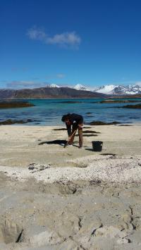 Ghost Worm Collecting on Sandy Beaches of Northern Norway