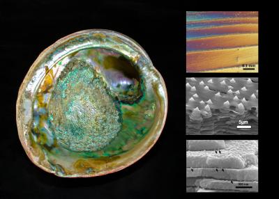 Tough, light and strong: Lessons from nature | EurekAlert!