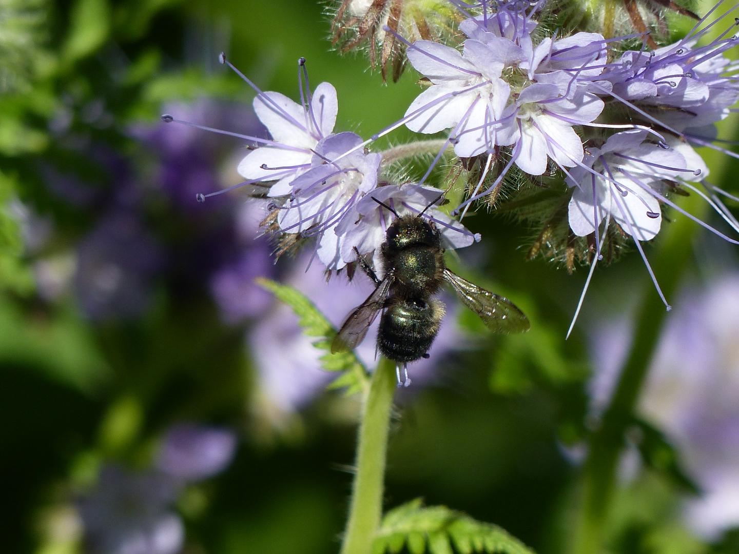 Blue orchard bee