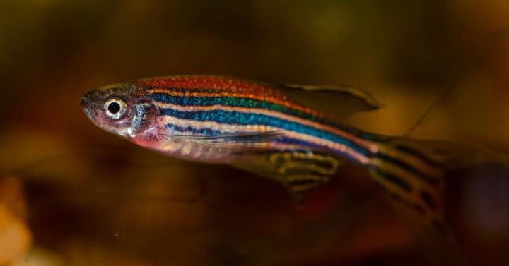 Zebrafish