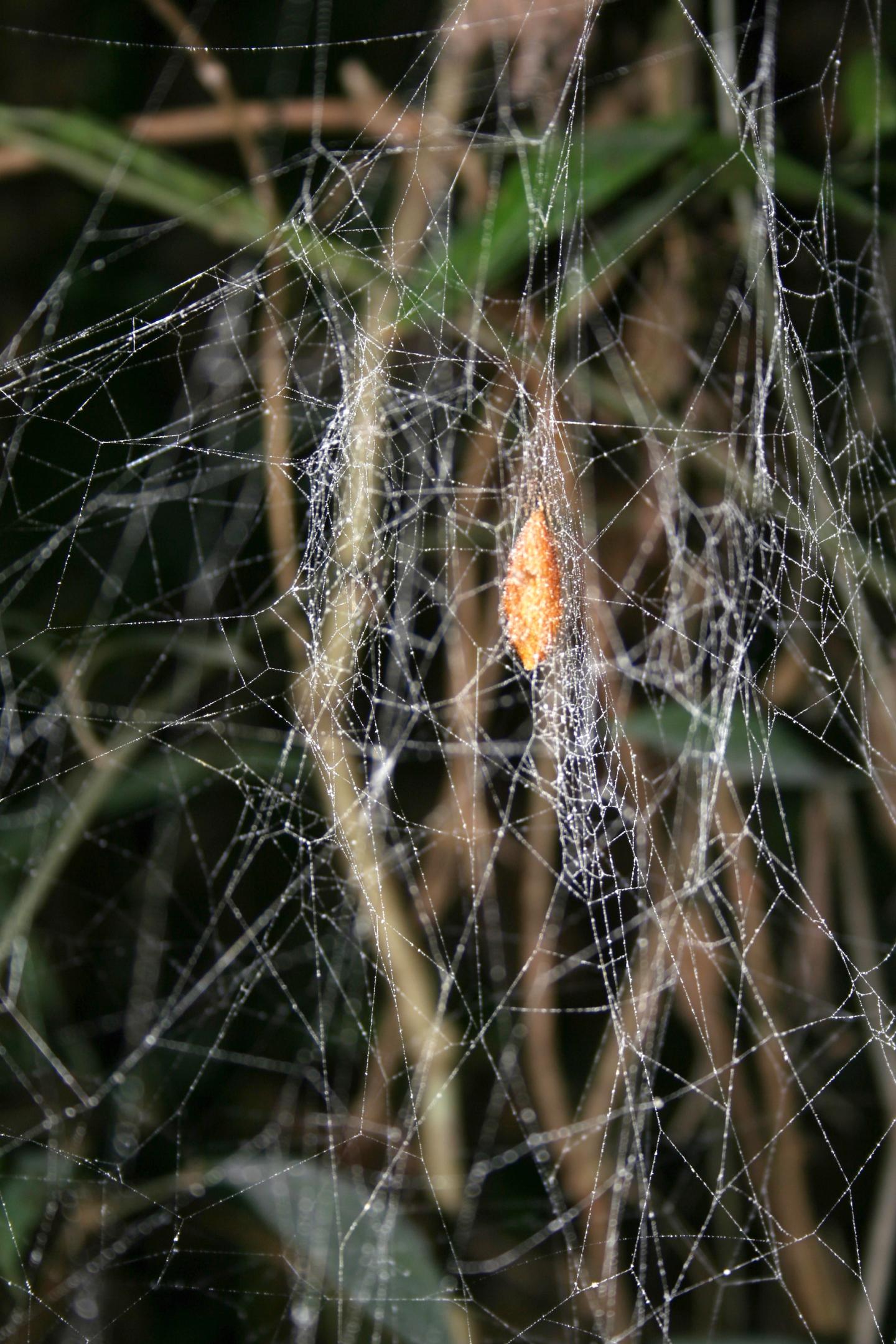 Cocoon Web of <em>Nephila clavipes</em> Attacked by <em>Hymenoepimecia bicolor</em>