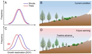 Warming-induced phenological mismatch between trees and shrubs explains alpine treeline dynamics