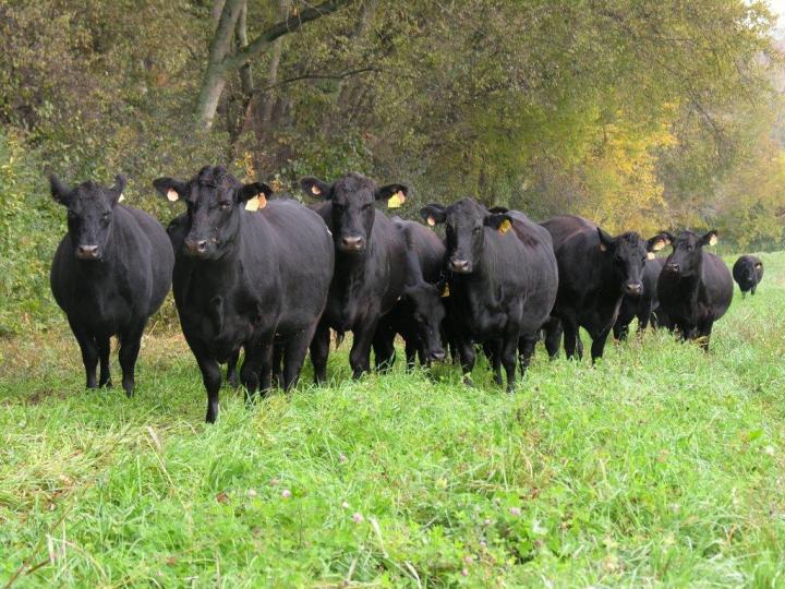 Photo of Cows at AgResearch Center