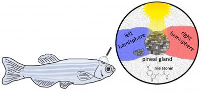 Shining New Light on the Pineal Gland (2 of 2)