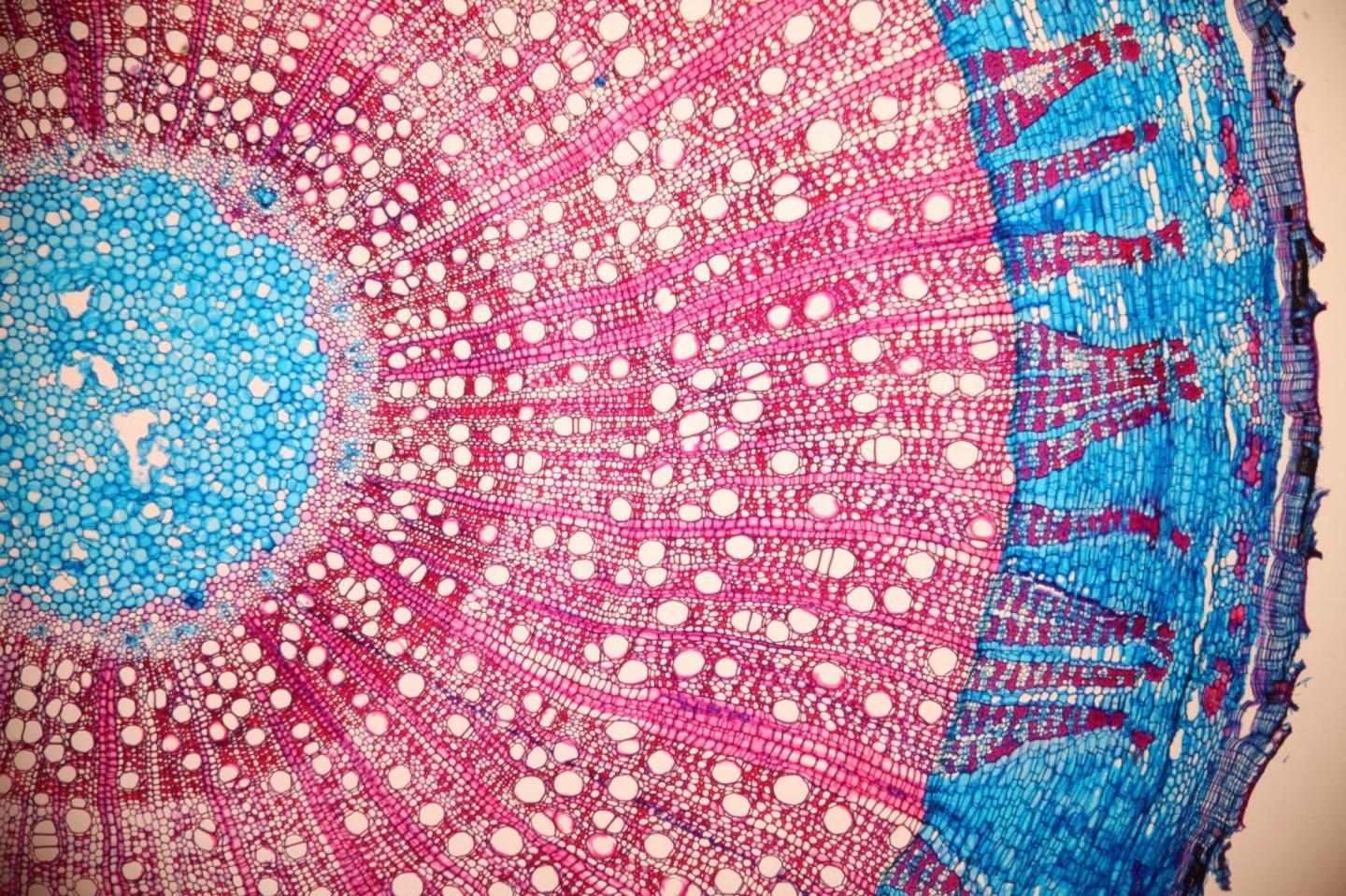 Detail from an Anatomical Cross-section of a Branch of a Guiana Chestnut Tree (Pachira aquatica)