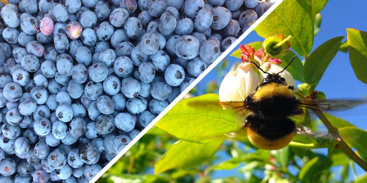 Blueberries and a Bumblebee