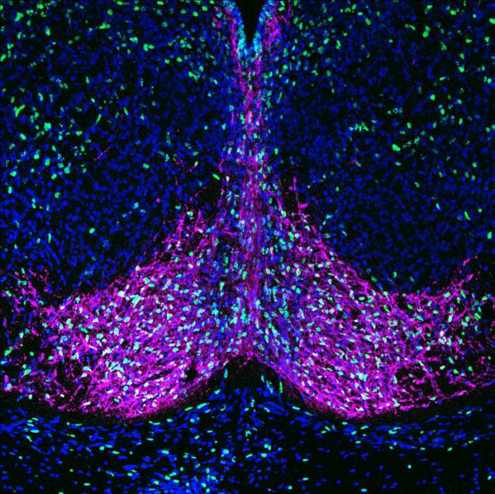 Newly generated brain cells that release dopamine, which drive hedonic eating in adulthood