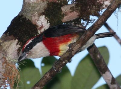 The Sira Barbet, <I>Capito fitzpatricki</I>