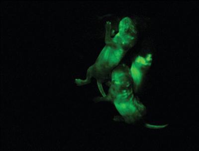 Mice With Fluorescent Green Cells