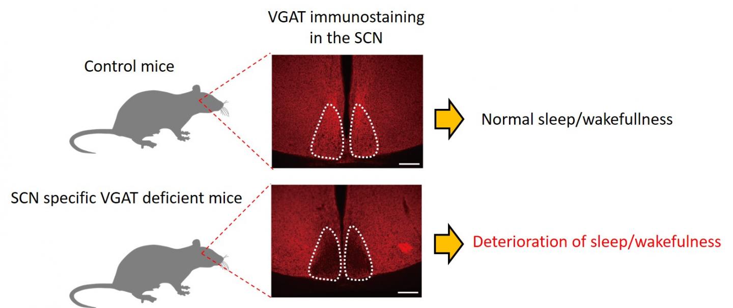 The Role of GABA Neurons in the Central Circadian Clock Has Been Discovered