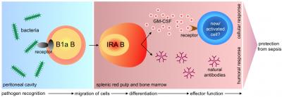Development and Function of Innate Response Activator B Cells