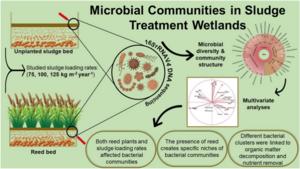 Exploring Microbial Dynamics in Sludge Treatment Wetlands.